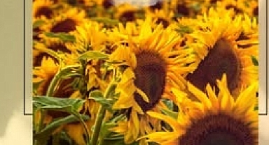 Kırklareli’nde Çiftçilere %75 Hibeli Yerli Hibrit Ayçiçeği Tohumu Desteği