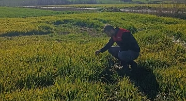 Kırklareli’nde Hububat Alanlarında Yoğun Denetim