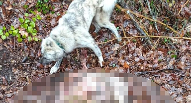 Kurtların saldırdığı 23 küçükbaş öldü