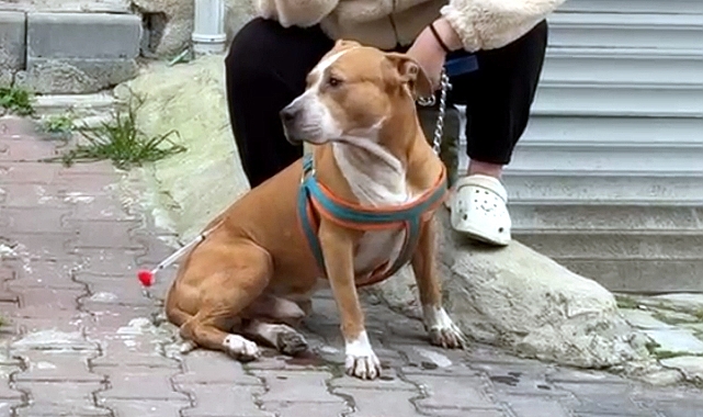 Pitbull’un saldırdığı ‘Reis’ isimli köpek, ağır yaralandı