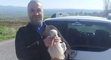 Yaralı bulduğu leyleği yetkililere teslim etti