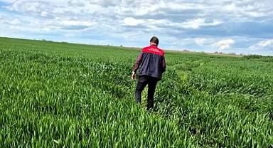 Babaeski’de Hububat Tarlaları Yakından Takip Ediliyor