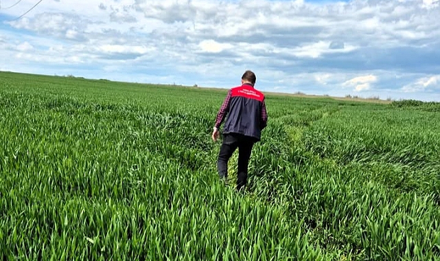 Babaeski’de Hububat Tarlaları Yakından Takip Ediliyor