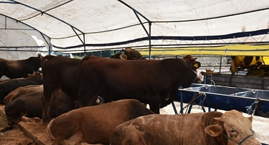 Çorlu´da Kurban Pazarı İçin Başvurular Başlıyor