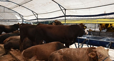 Çorlu´da Kurban Pazarı İçin Başvurular Başlıyor