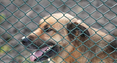 Doğal Yaşam Alanı İçin Geri Sayım Başladı