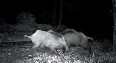 Ganos Dağı'nda karaca ve domuz sürüsü görüntülendi