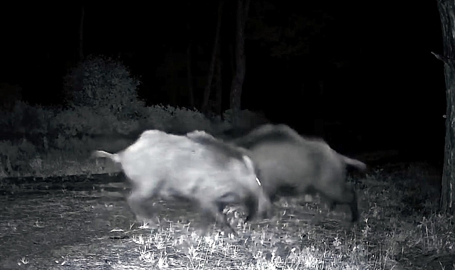 Ganos Dağı'nda karaca ve domuz sürüsü görüntülendi