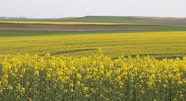 Kırklareli’nde Kanola Tarlaları Sarıya Büründü: Baharın En Güzel Manzarası