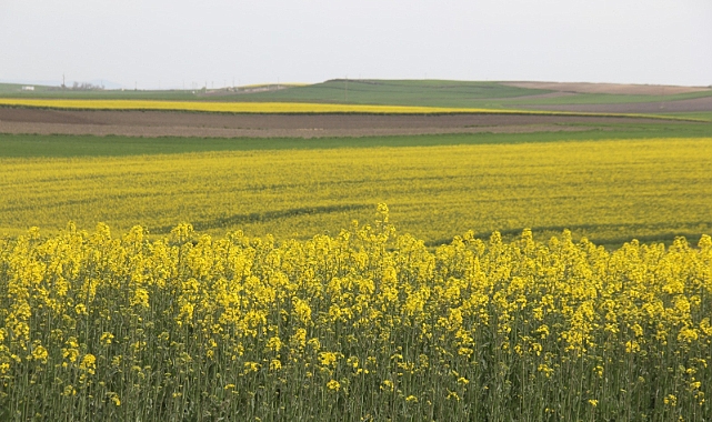 Kırklareli’nde Kanola Tarlaları Sarıya Büründü: Baharın En Güzel Manzarası