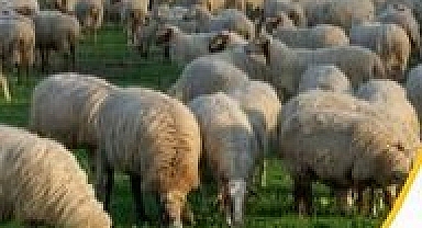 Kırklareli’nde Küçükbaş Hayvancılığa Yeni Destek Dönemi