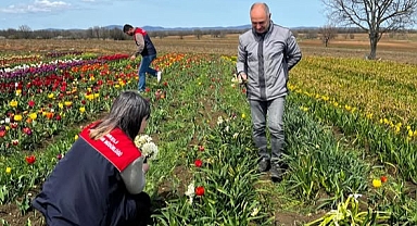 Kırklareli’nde Lale Soğanı Üretimine Yakın Takip