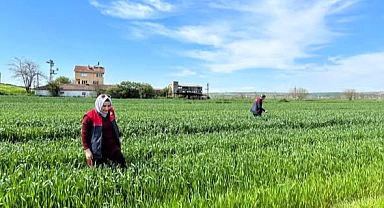 Kırklareli’nde Süne Zararlısına Karşı Seferberlik