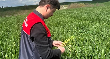Pehlivanköy’de Buğday Tarlalarına Yakın Takip