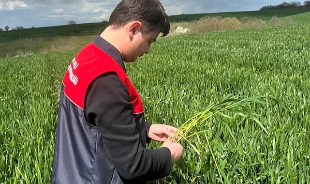 Pehlivanköy’de Buğday Tarlalarına Yakın Takip