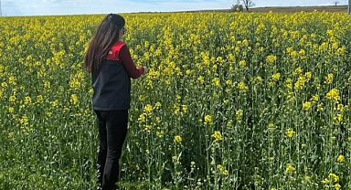 Pehlivanköy’de Kanola Tarlalarında Yoğun Mesai