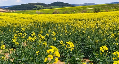 Trakya'nın 'sarı altın çiçeği’ kanola ile tarlalar renklendi