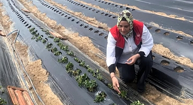 Babaeski’de Çilek Üretimine Yakın Takip: Hastalık ve Zararlılara Karşı Saha Denetimleri Sürüyor