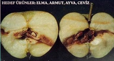 Elma İç Kurduyla Mücadele Dönemi Başladı: Üreticilere Kritik Uyarı