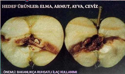 Elma İç Kurduyla Mücadele Dönemi Başladı: Üreticilere Kritik Uyarı