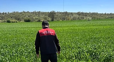 Kırklareli’nde Süne Alarmı! Tarım Müdürlüğü Hububat Tarlalarında Sürvey Çalışmalarına Başladı