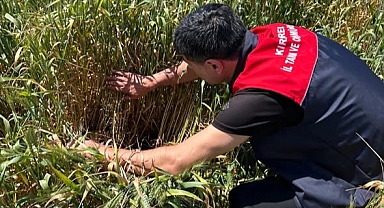 Kırklareli’nde Süne Zararlısına Karşı Yumurtalı Dönem Takibi Başladı