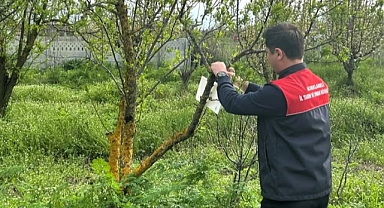 Pehlivanköy’de Elma ve Meyve Bahçelerinde Zararlı Takibi Sürüyor