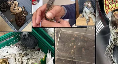 İstanbul'da hayvan kaçakçılığı operasyonu: 36 kişi gözaltına alındı