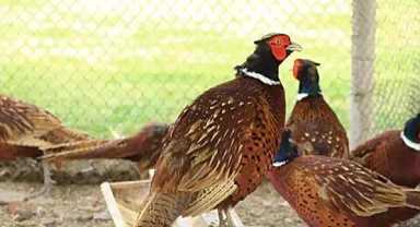 Kenelerle mücadele için keklik ve sülün üretiliyor